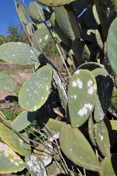 La Cochinilla del Carmin is destroying vast tracts of prickly pears
